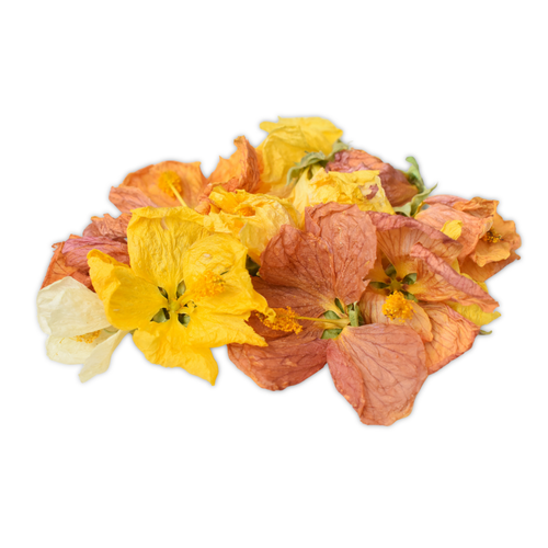 Abutilon