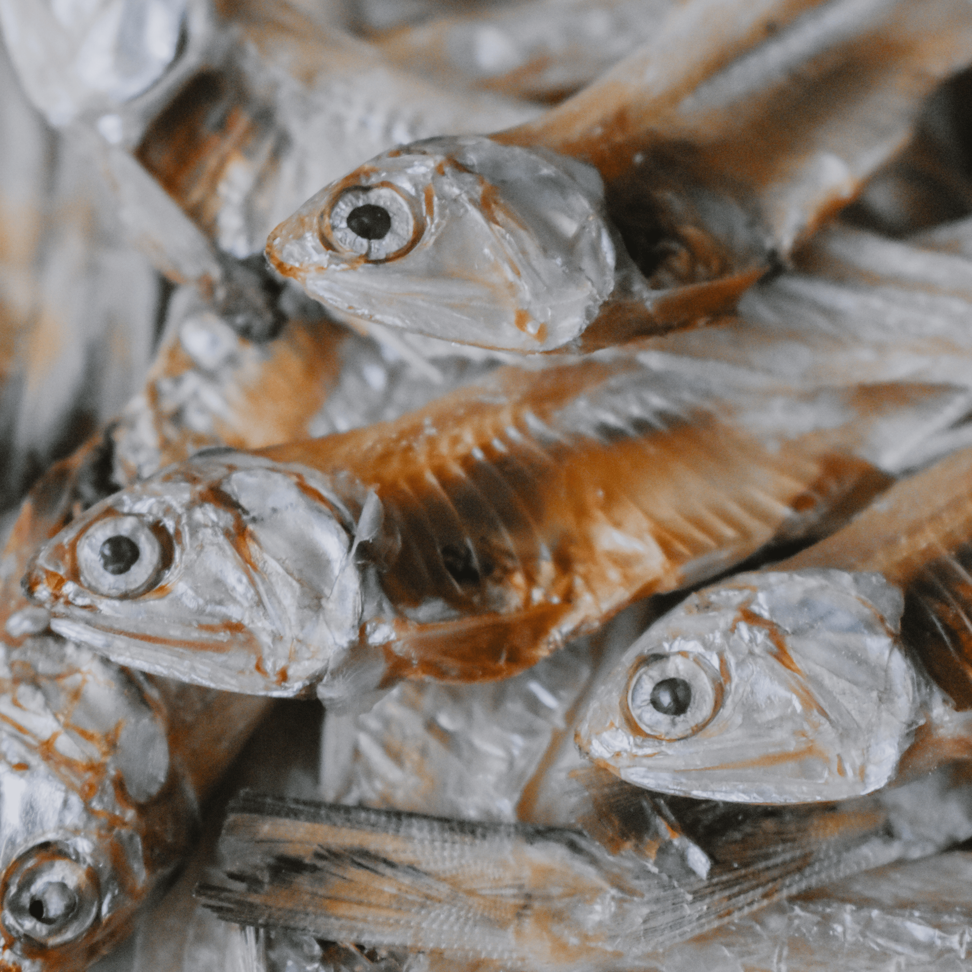 Wild Anchovies