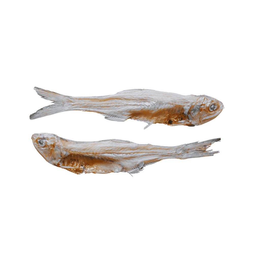 Wild Anchovies